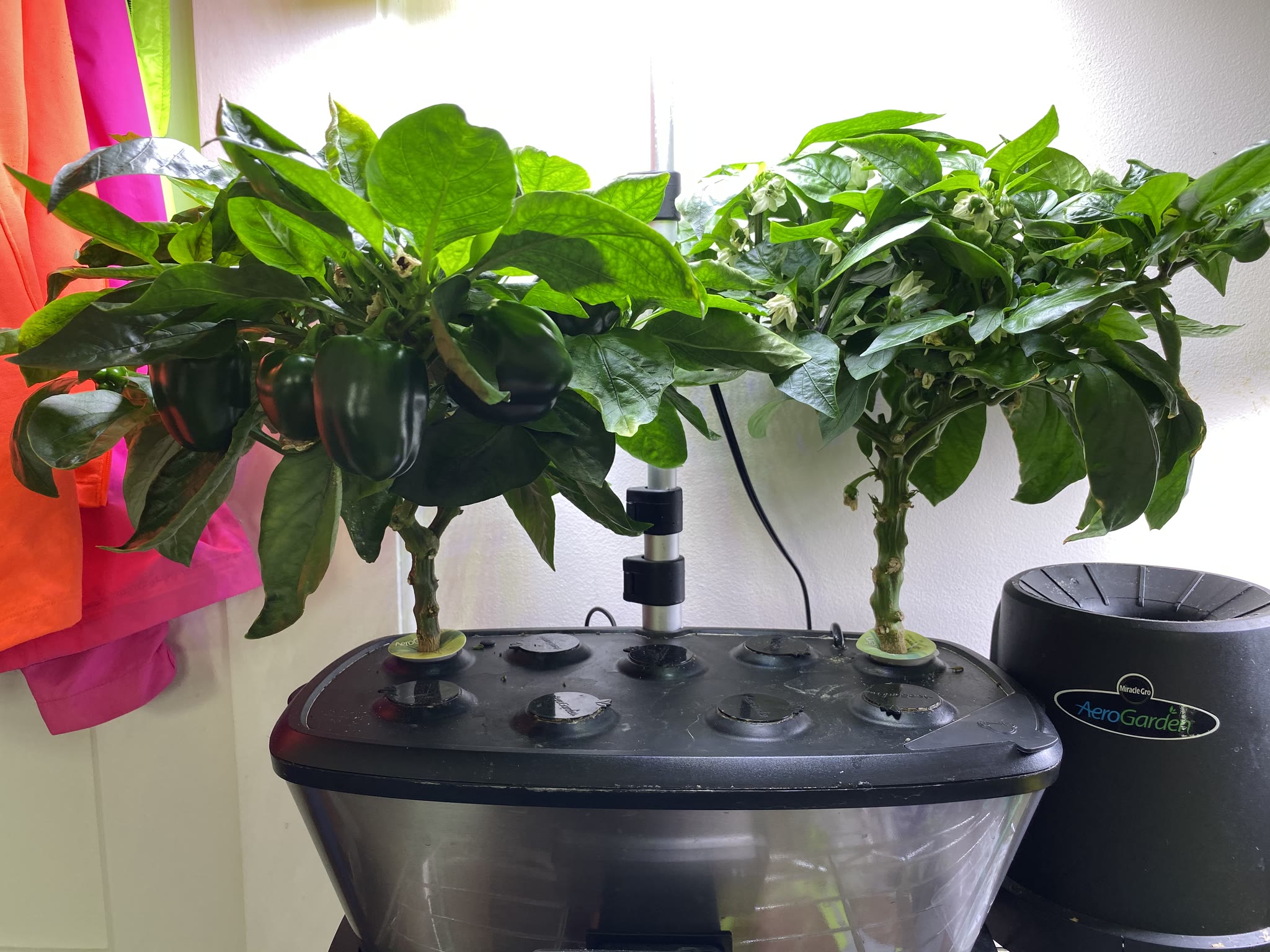 Update #6: Hi everyone! It’s been almost a month since my last update but the peppers are still doing their thing. The plan…