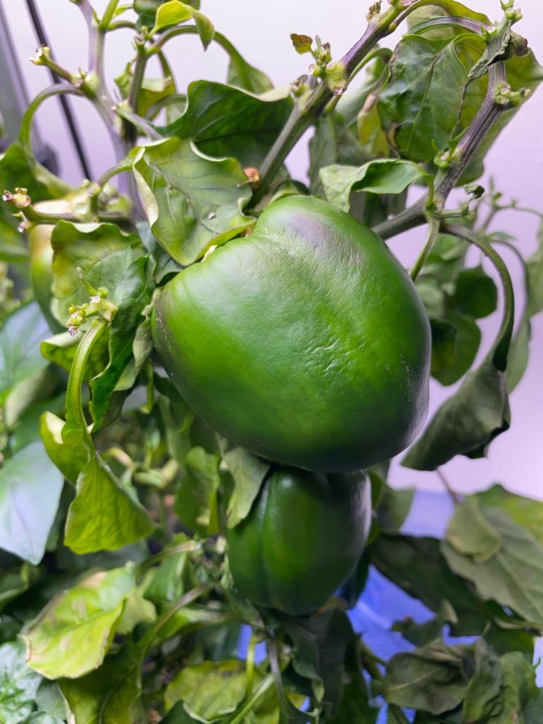 Update #12: Help! I woke up to drooping leaves on one of my pepper plants! Leaves look like this:Some of the fruit is not ri…