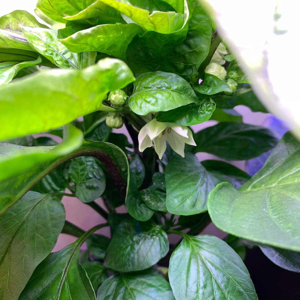 Update #2: Assistance needed! The garden has been doing fine until now but there are large white spots on my leaves! This m…
