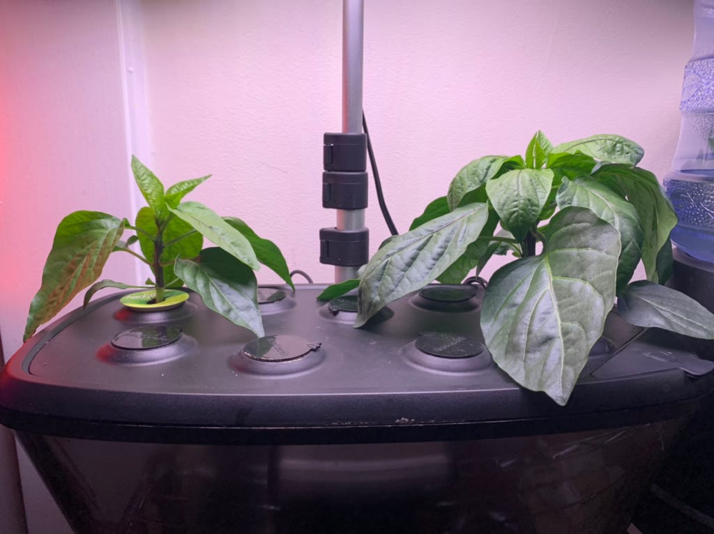 Update #1: Hi fellow addicts! It’s been a while since I’ve updated my gardens. Yesterday was 33 days since I’ve planted the…