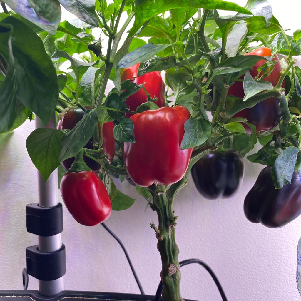 Long-Running AeroGarden Sweet Bell Pepper Grow
