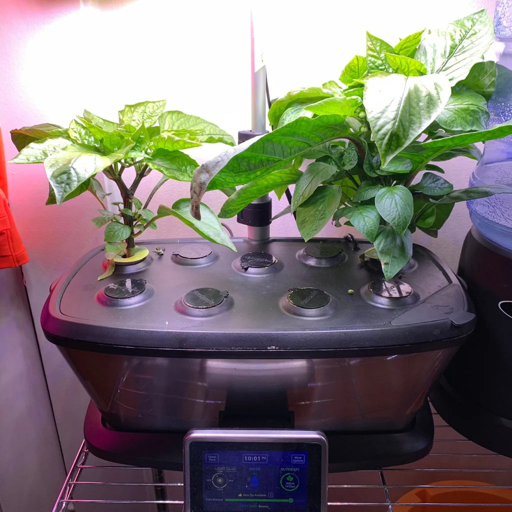 Update #2: Assistance needed! The garden has been doing fine until now but there are large white spots on my leaves! This m…