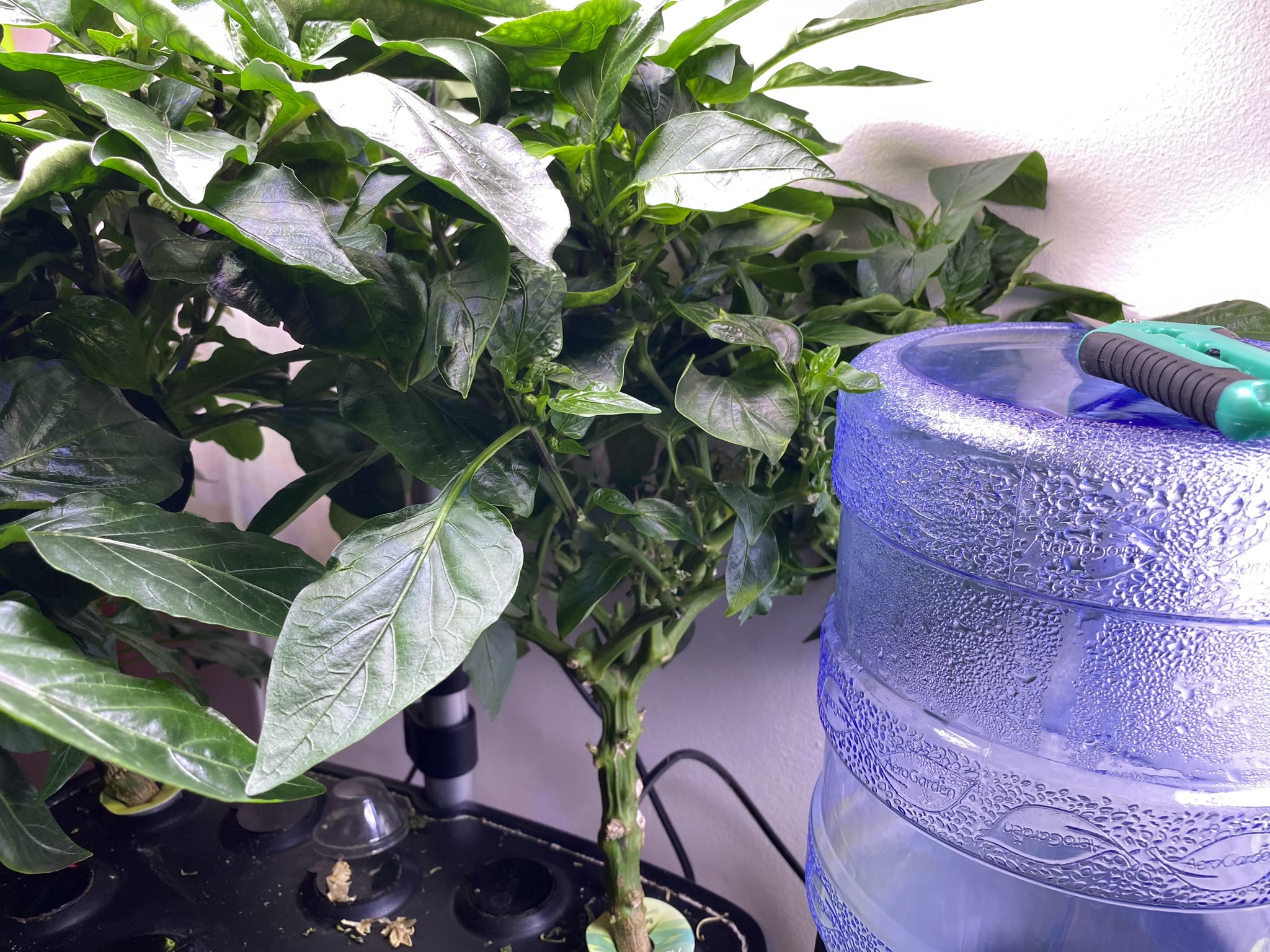 Update #9: 210 days since planting and the plant on the left has now taken over! It is more than 2 feet wide and almost a f…