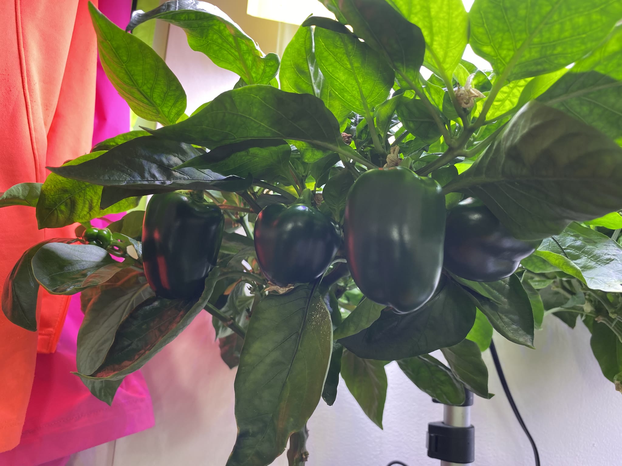Update #6: Hi everyone! It’s been almost a month since my last update but the peppers are still doing their thing. The plan…