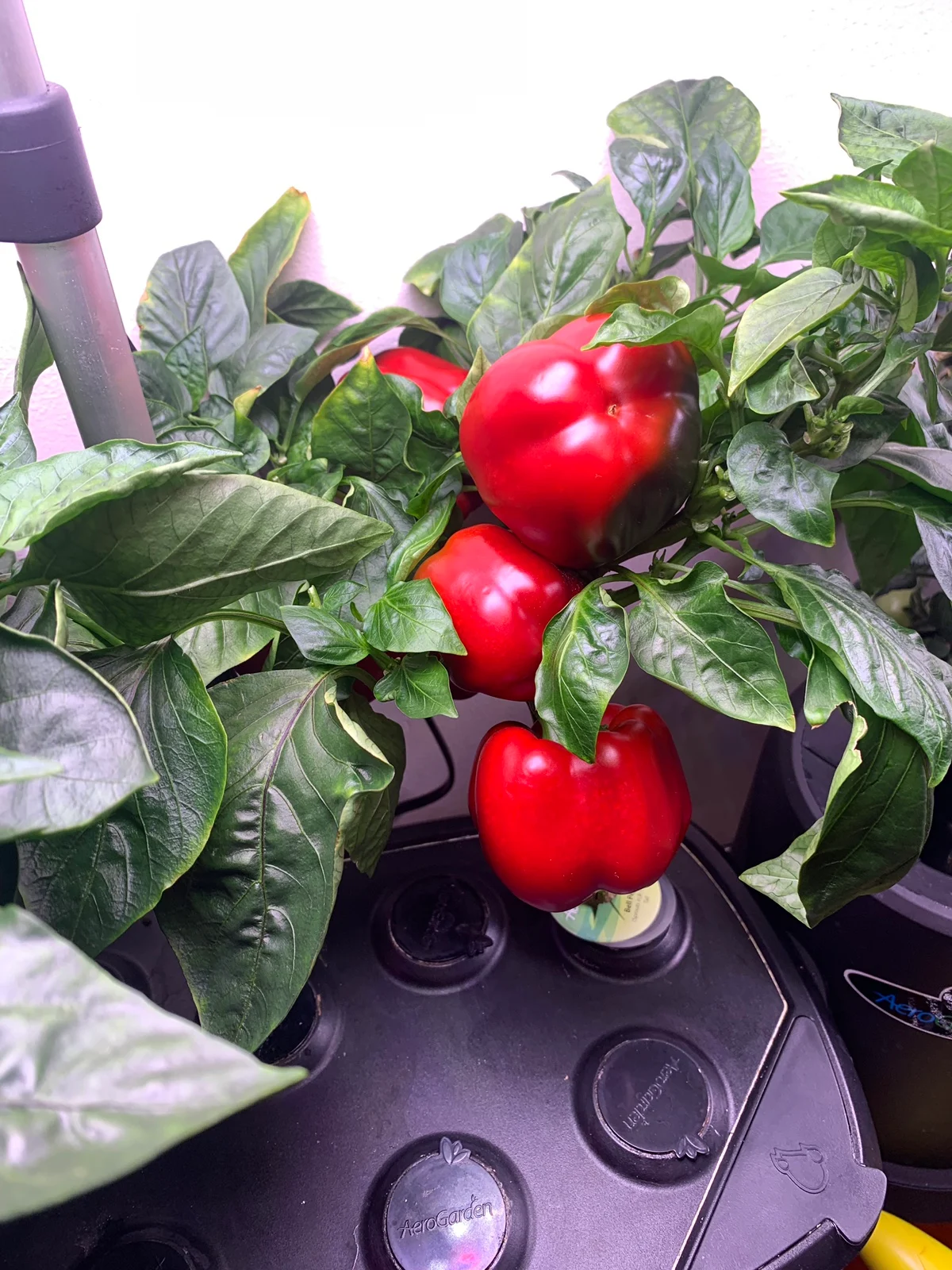 Update #4: We are almost ready for harvest! I have seven peppers on this plant. Might use them for dinner tomorrow.