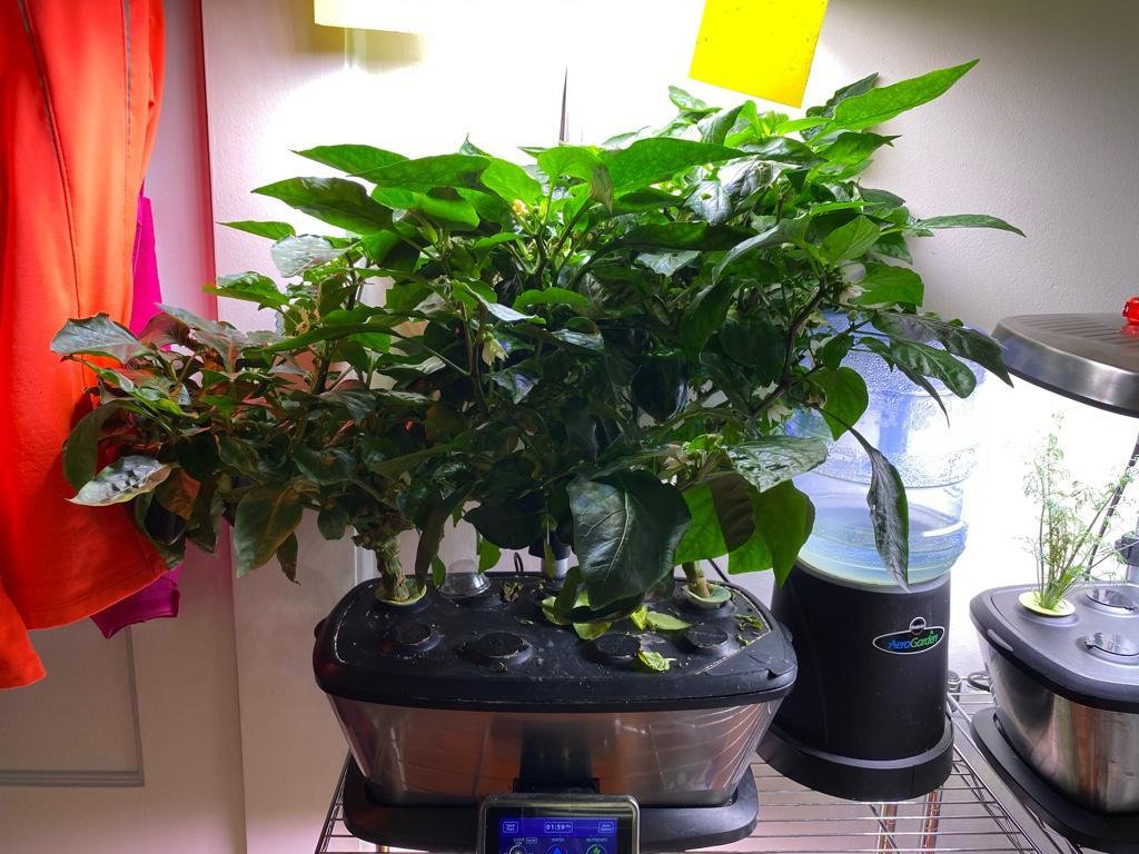 Update #10: These two plants have been quite prolific! The one on the right is still fighting encroachment from the one on t…