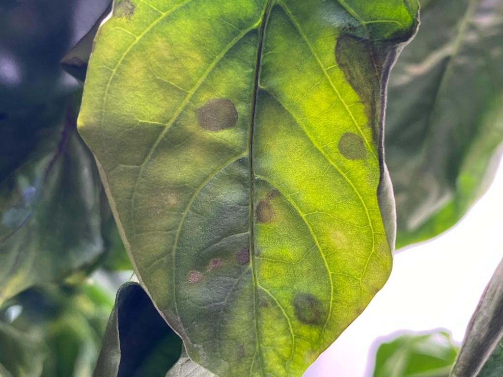 Update #12: Help! I woke up to drooping leaves on one of my pepper plants! Leaves look like this:Some of the fruit is not ri…