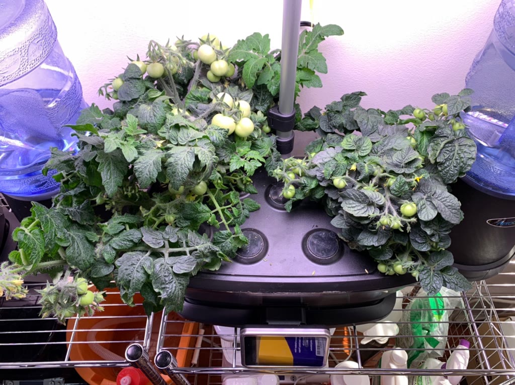 Update #6: 59 days from planting and the ladies are doing well! I had to trim older leaves from both plants as they get so …