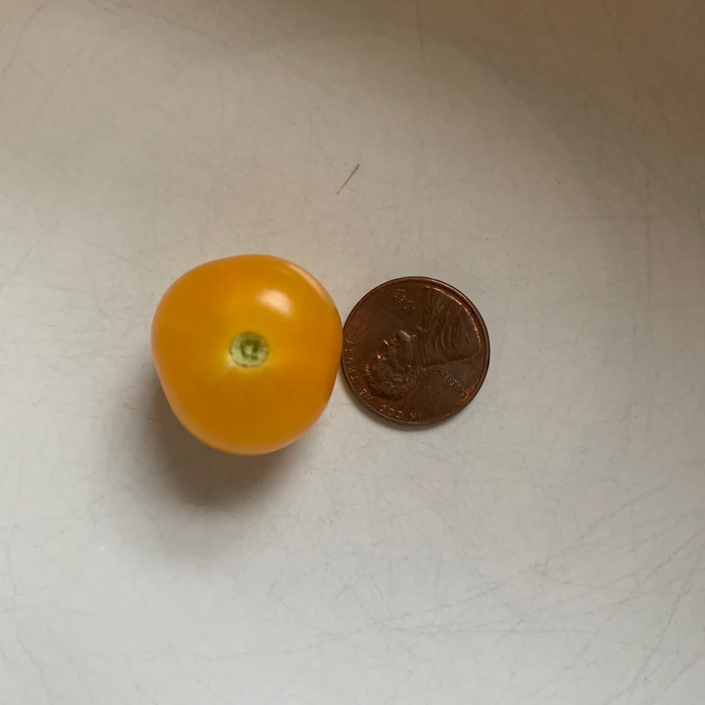 Update #8: The Venus tomatoes are small but plentiful! The Aztek’s don’t seem to be ready. When I remove one, the stem brea…