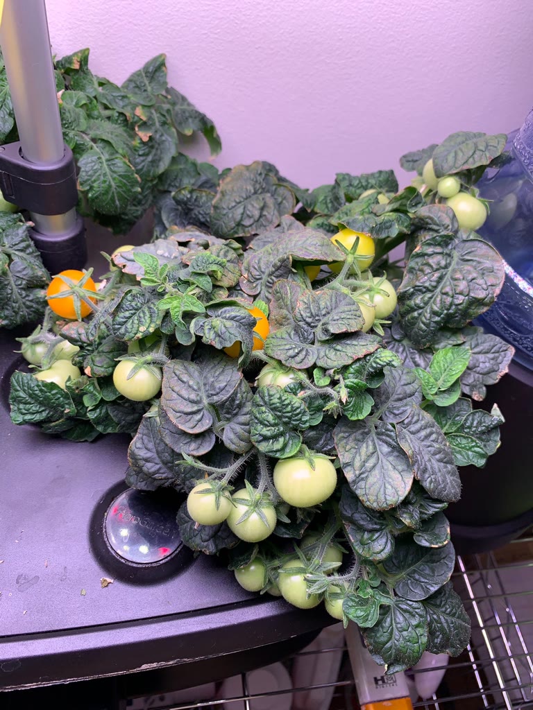 Update #7: I hadn’t realized that it’s been three weeks since an update! I was away for a week and nervous about the plants…