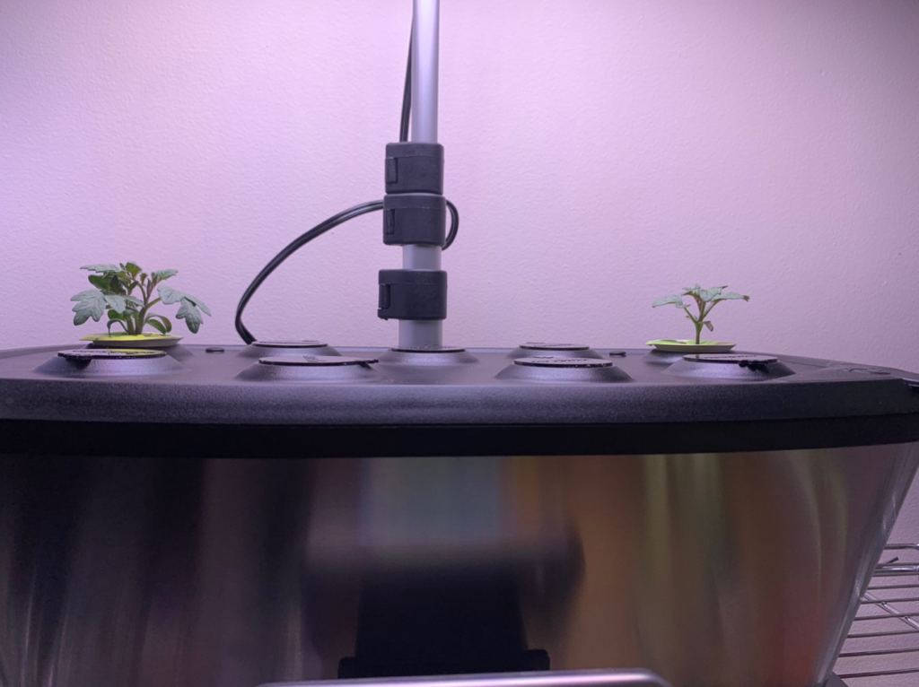 Update #1: Slow going on these guys but I guess that is to be expected when growing micro dwarfs. Sixteen days in and both …