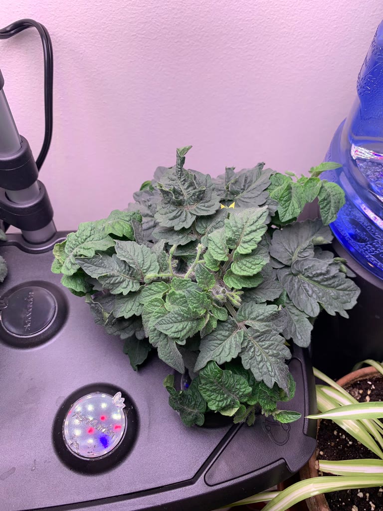 Update #4: A week later and the Aztek is just growing and growing! Poor Venus, she can’t keep up but she’s trying her best.