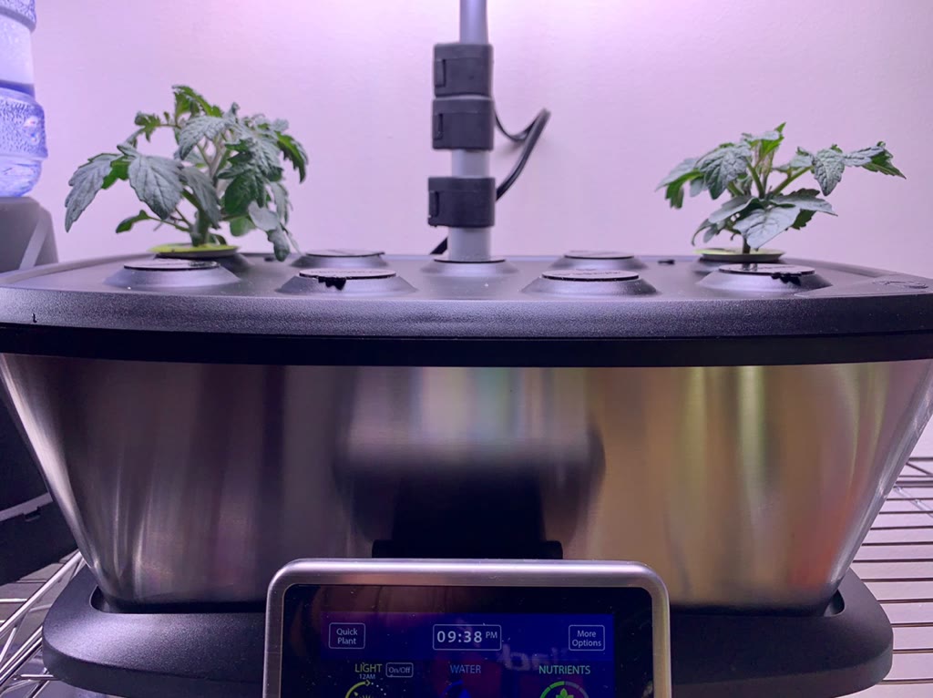 Update #2: Day 24 and the dwarfs are growing nicely. The Aztek is already three inches tall and that may be halfway to its …