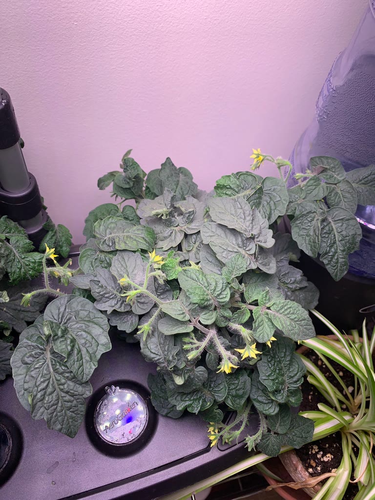 Update #5: Fed the ladies last night. 12ml of AG nutes and a teaspoon of CaliMagic. Some of you may recall I had to finally…