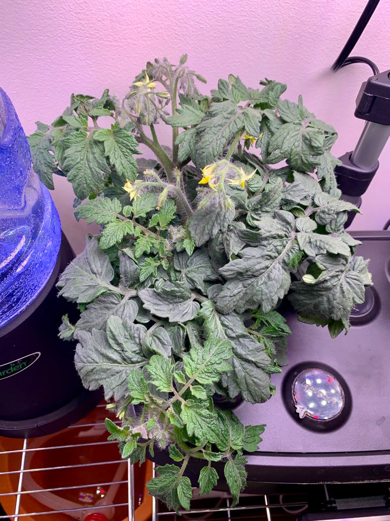 Update #4: A week later and the Aztek is just growing and growing! Poor Venus, she can’t keep up but she’s trying her best.