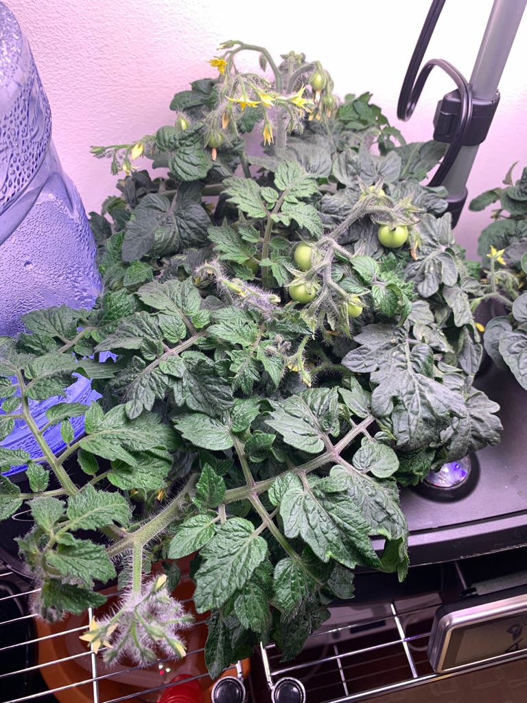 Update #5: Fed the ladies last night. 12ml of AG nutes and a teaspoon of CaliMagic. Some of you may recall I had to finally…