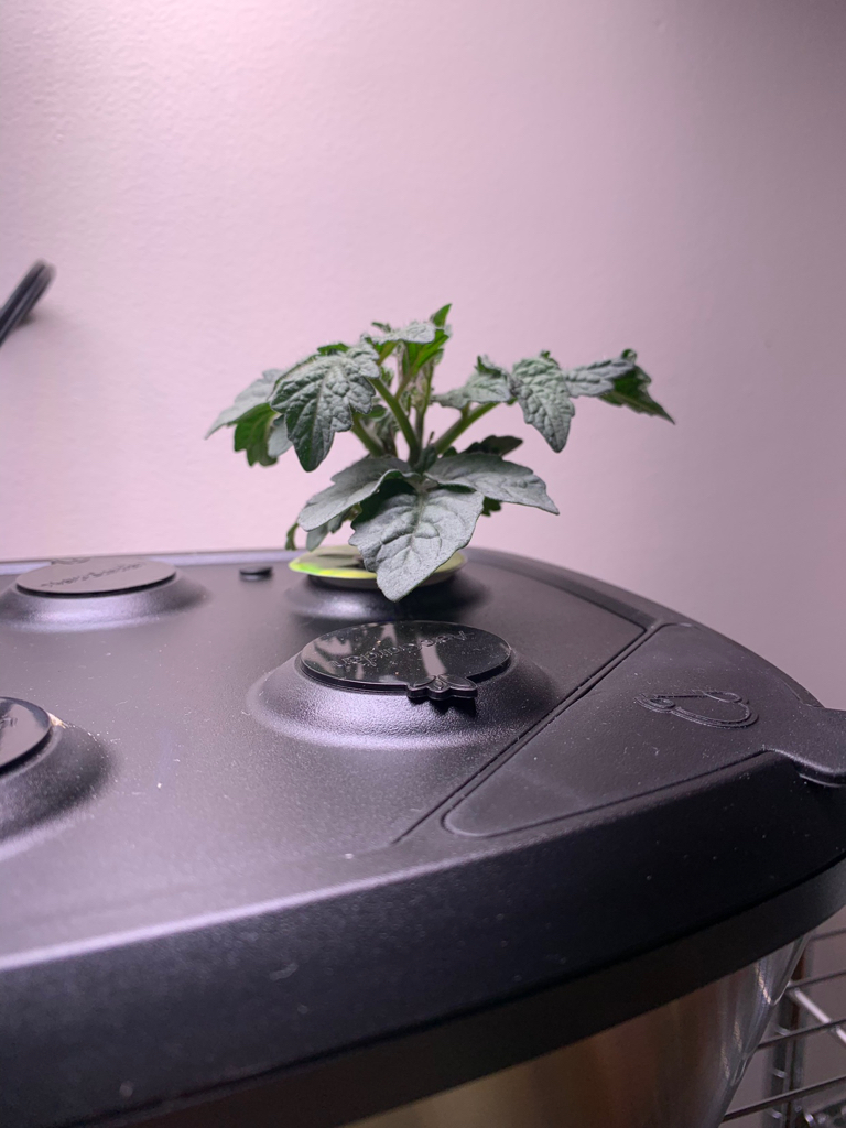 Update #2: Day 24 and the dwarfs are growing nicely. The Aztek is already three inches tall and that may be halfway to its …