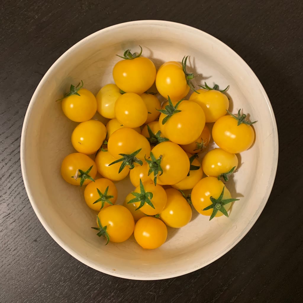 Aztek vs. Venus Yellow Micro-Dwarf Tomatoes in an AeroGarden Bounty Elite