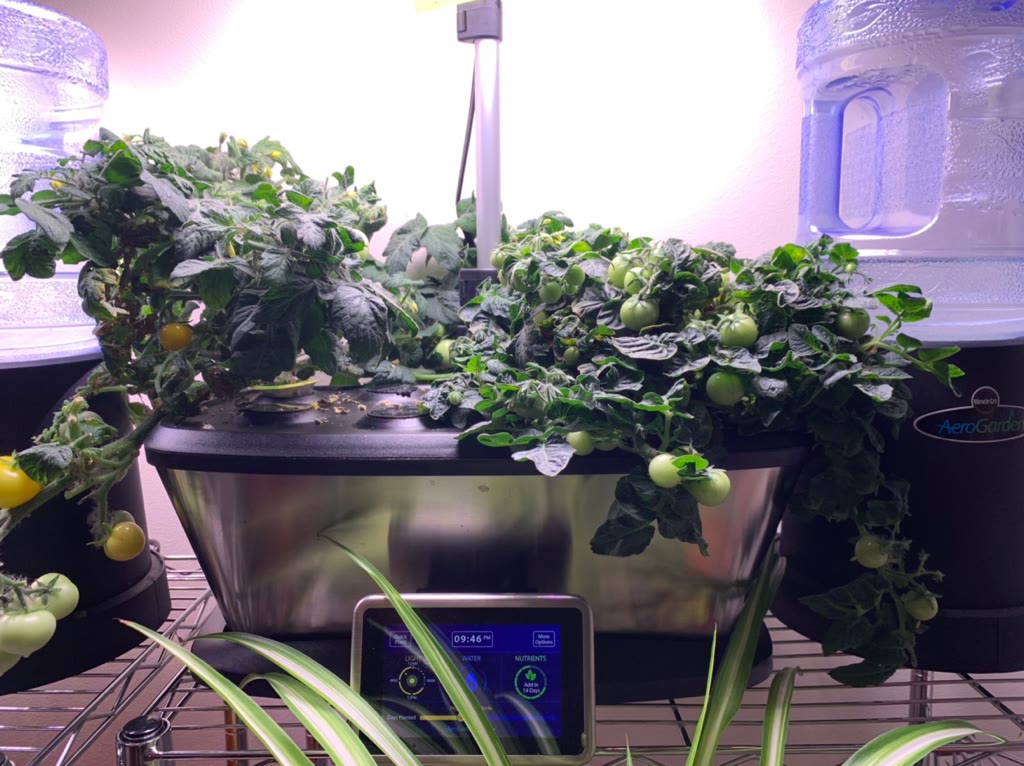 Update #10: The tomatoes are still going strong and working on their second batch.