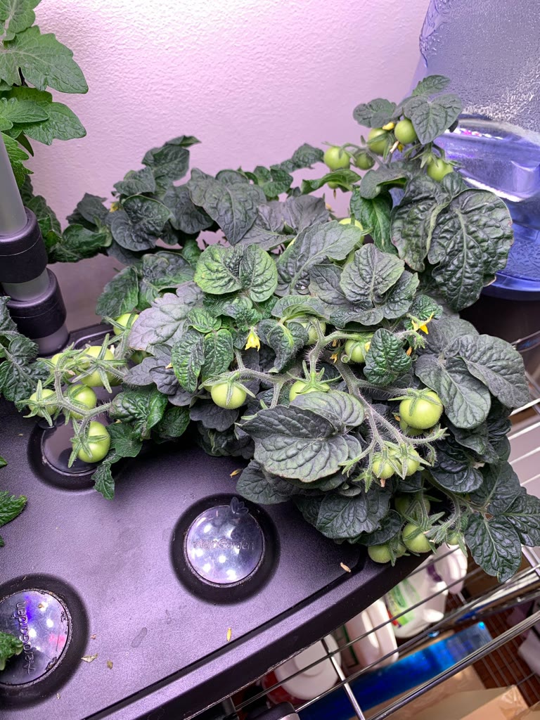 Update #6: 59 days from planting and the ladies are doing well! I had to trim older leaves from both plants as they get so …