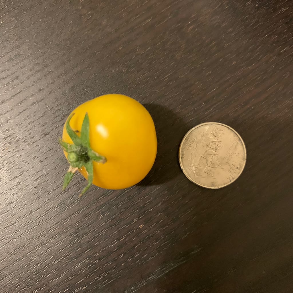 Update #9: My first sizable Aztek harvest. These tomatoes have taken an eternity to ripen and even now I haven’t been able …