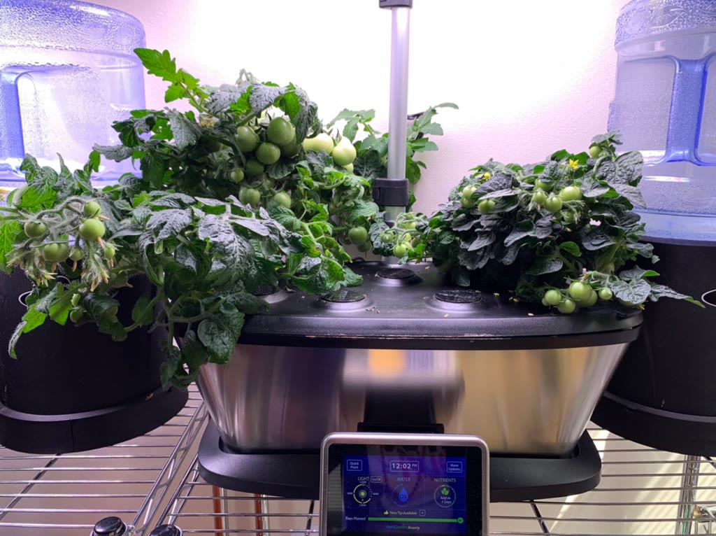 Update #6: 59 days from planting and the ladies are doing well! I had to trim older leaves from both plants as they get so …