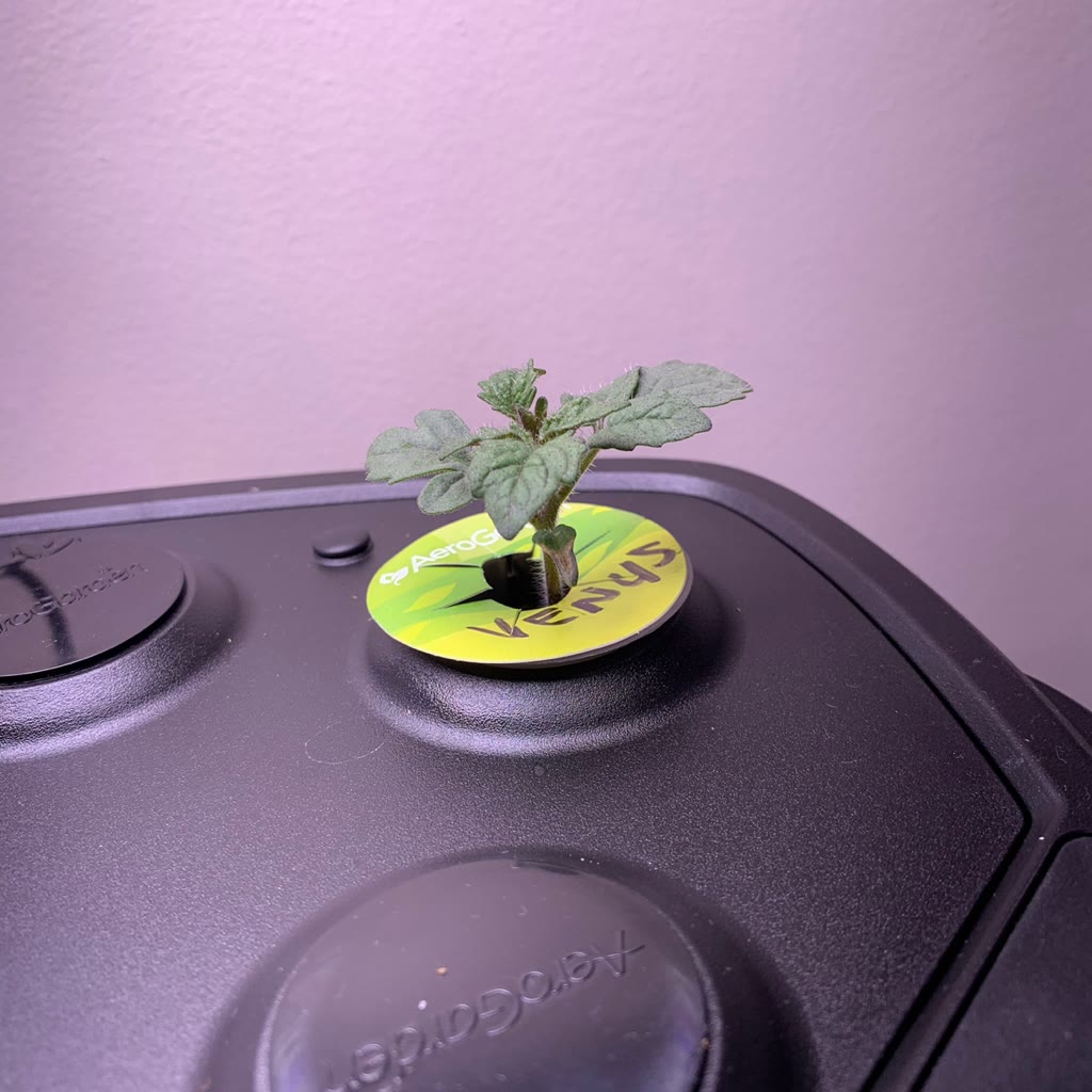 Update #1: Slow going on these guys but I guess that is to be expected when growing micro dwarfs. Sixteen days in and both …