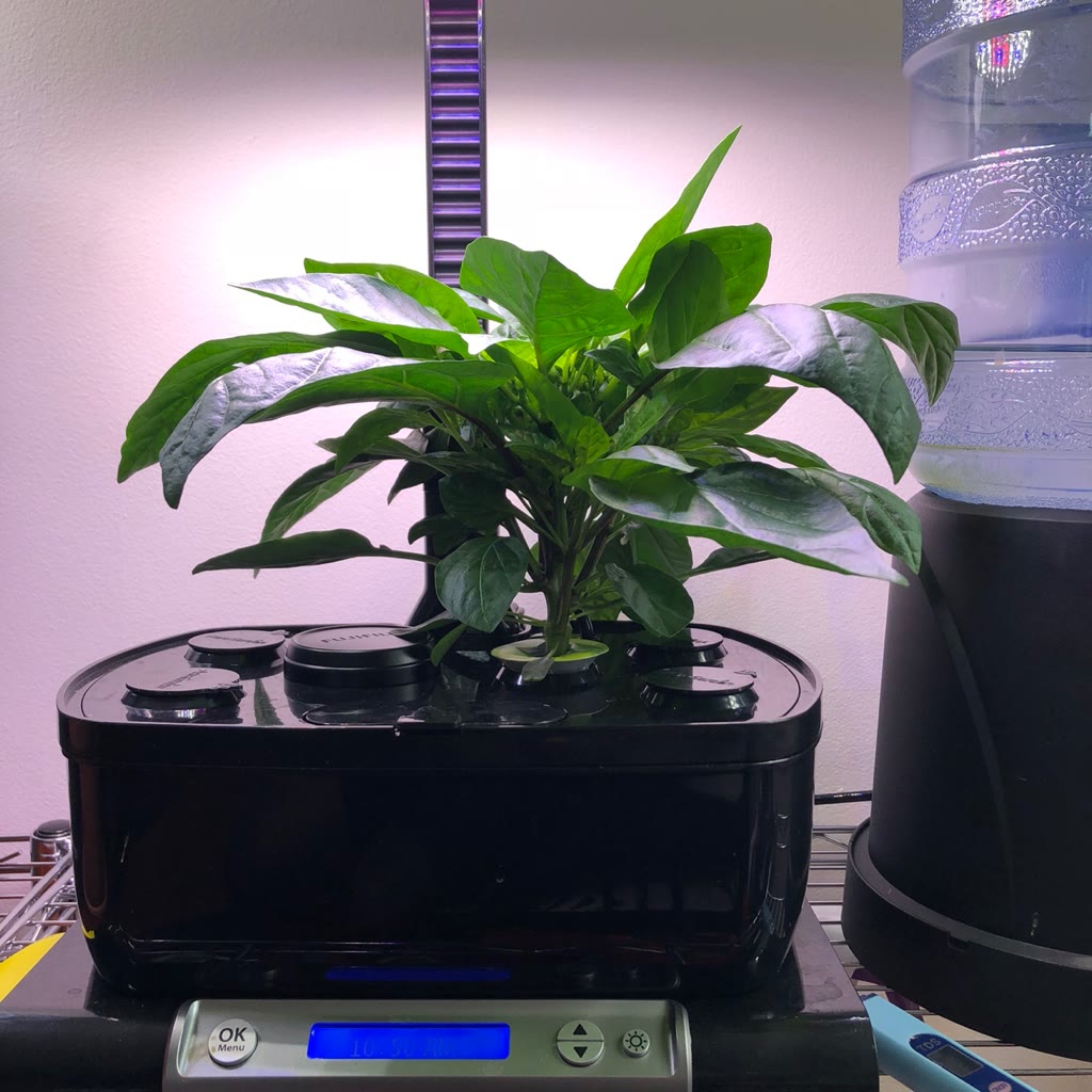 Update #3: Day 36. Plant is about 6” tall and buds are forming. Can’t wait to get flowers.