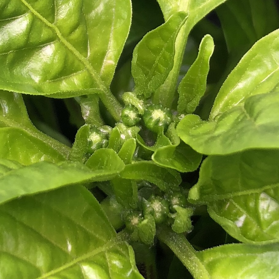 Update #2: 30 days in and the plant is growing nicely. Looks like we’re close to having flowers!