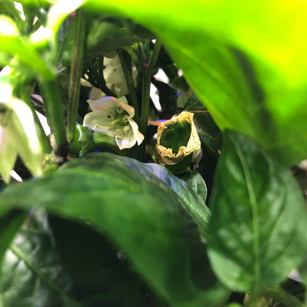 Update #4: Day 48. The plant is doing well but the Harvest is at its maximum height. Tons of clusters at the top too. Not s…