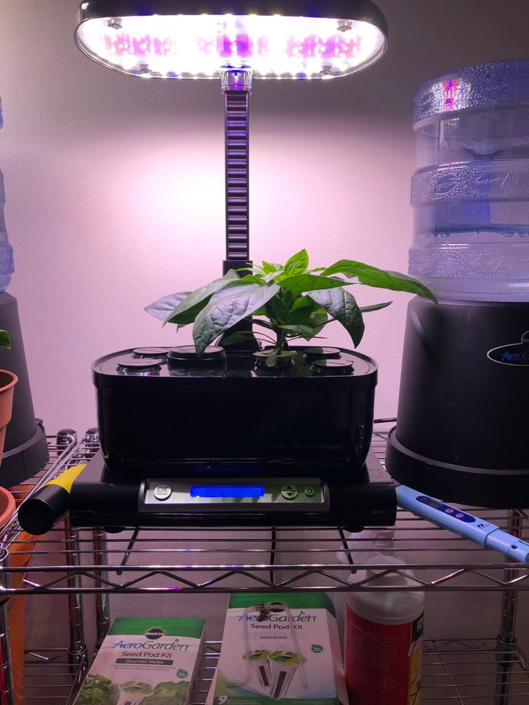 Update #2: 30 days in and the plant is growing nicely. Looks like we’re close to having flowers!