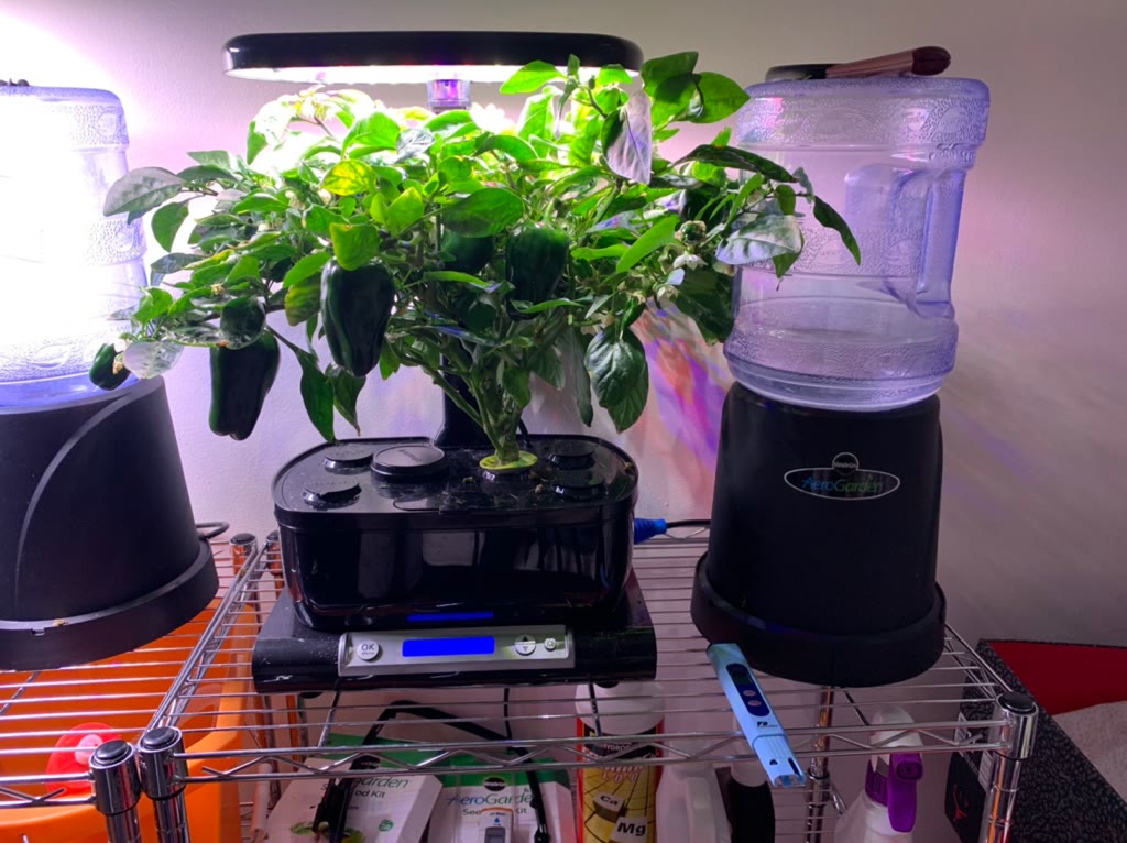 Update #10: 149 days planted and I had many leaves with spots or curls. I was also worried about white flies as I knew some …