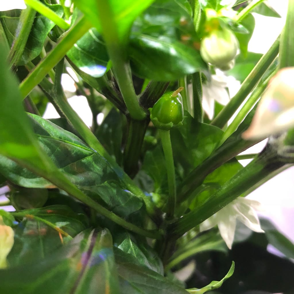 Update #4: Day 48. The plant is doing well but the Harvest is at its maximum height. Tons of clusters at the top too. Not s…
