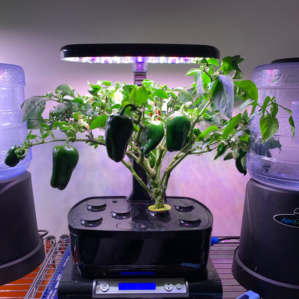Burpee Sweet Heat Pepper in an AeroGarden Harvest