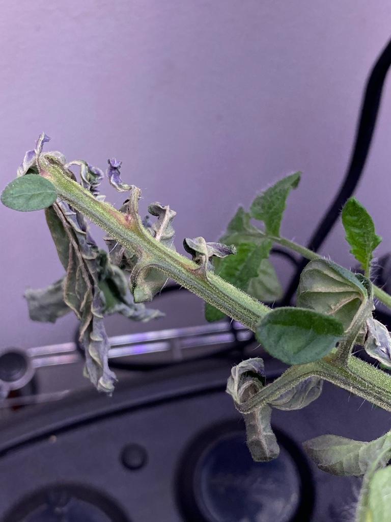 Update #2: A long due update....I’m not sure what’s going on with Linda. Leaves are just drying out! She continues to grow …