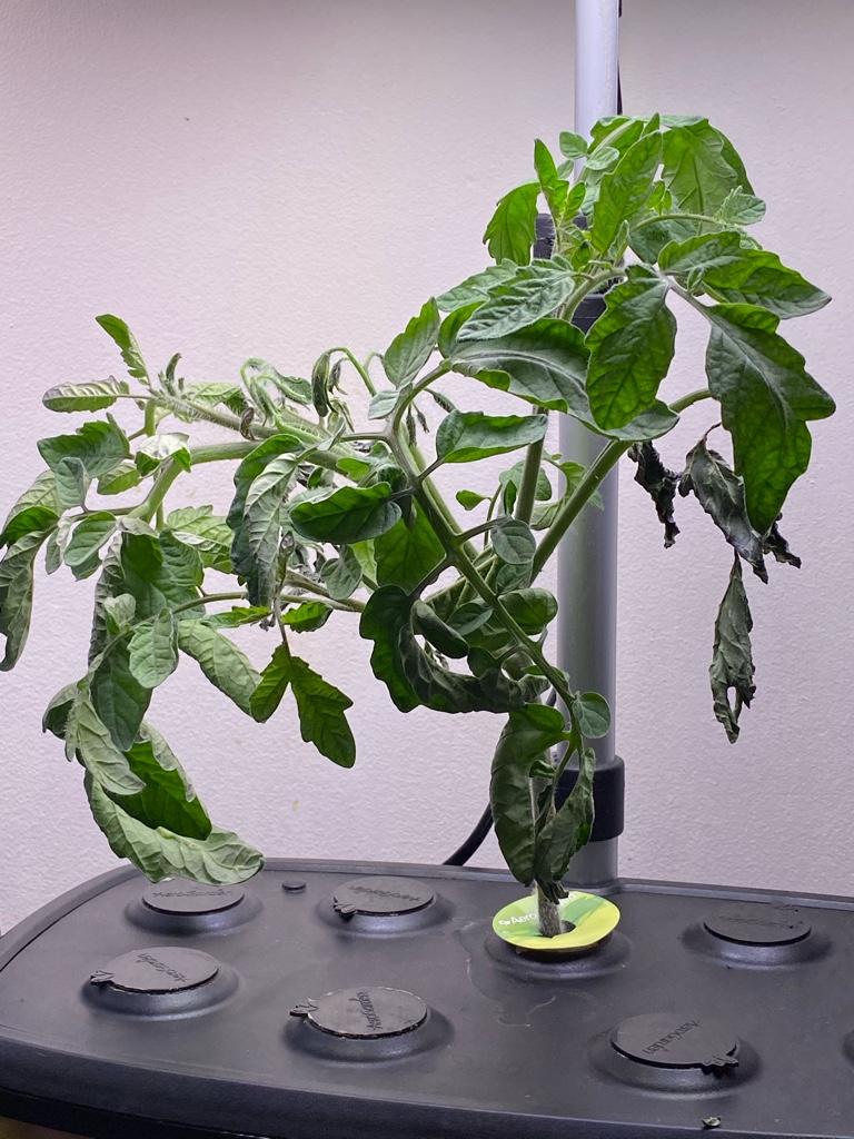 Linda Compact Dwarf Tomato in an AeroGarden Harvest