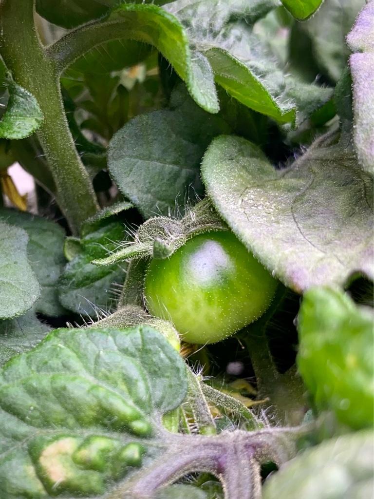 Update #2: These are Red Robin seeds I received from Bunny Hop Seeds. Not sure if they’re any different from the AG seeds. …