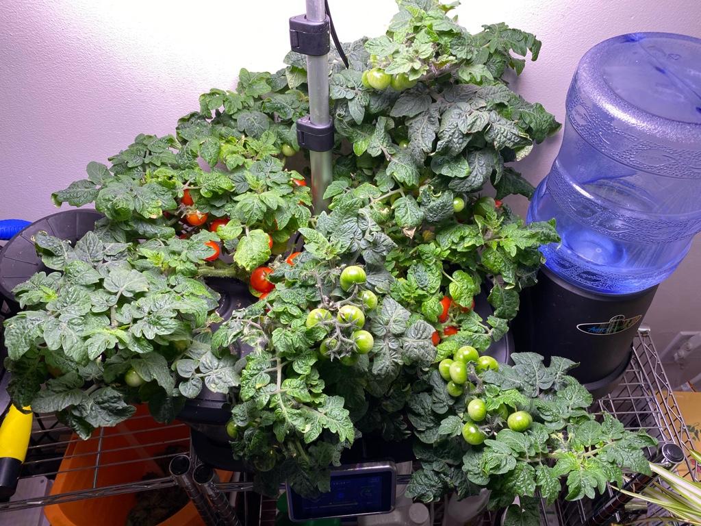 Two Red Robin Tomato Plants in an AeroGarden Bounty