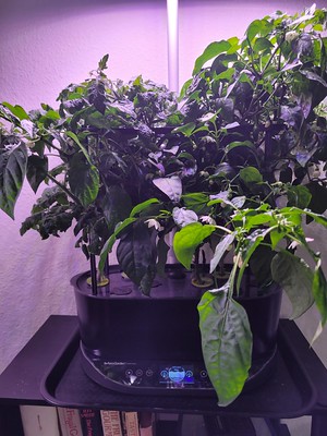 Update #1: I have two Bounty gardens that I have planted with tomatoes and peppers.I over-planted these initially because I…