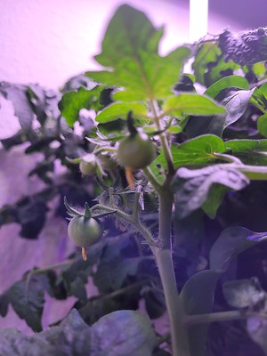 Overcrowded Tomatoes and Peppers in Two AeroGarden Bounties