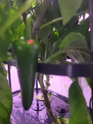 Update #1: I have two Bounty gardens that I have planted with tomatoes and peppers.I over-planted these initially because I…