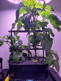 Update #1: I have two Bounty gardens that I have planted with tomatoes and peppers.I over-planted these initially because I…