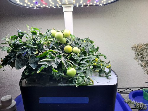 Update #7: Hatch chiles and Orange Hat tomatoes update --Hoom-hah!!! We have Hatch chiles. There are about half a dozen on …
