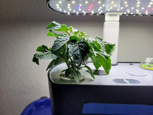 Update #1: I got my two Bounties cleaned up, and I'm getting back into growing some peppers and tomatoes. Exhibit 1 -- I pl…