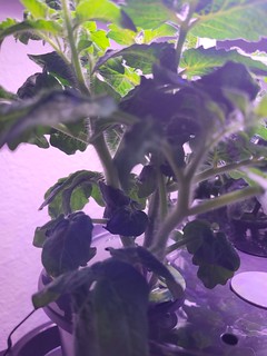 Update #2: It's pruning time, and I need to call upon the collective wisdom of all you good gentlefolks.I have two Hatch ch…