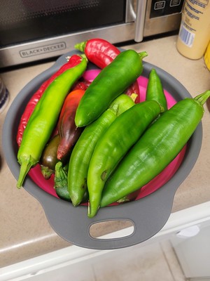 Hatch Chiles and Orange Hat Dwarf Tomatoes in Bounty and Harvest Gardens