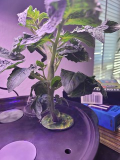 Update #2: It's pruning time, and I need to call upon the collective wisdom of all you good gentlefolks.I have two Hatch ch…