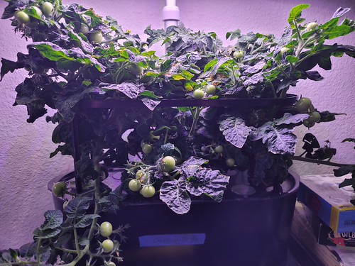 Update #7: Hatch chiles and Orange Hat tomatoes update --Hoom-hah!!! We have Hatch chiles. There are about half a dozen on …