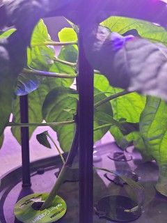 Update #2: It's pruning time, and I need to call upon the collective wisdom of all you good gentlefolks.I have two Hatch ch…