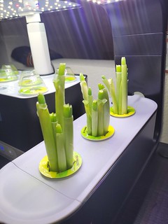 Update #1: One thing I like about scallions is the instant gratification. They are eager to please.Here are some scallions …